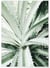 Poster Nature Verte n°4 | A3 : 29,7x42cm