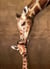 Puzzle 500 pièces - Pièces XXL - Giraffe Mother's Kiss - Eurographics