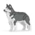 Chien Husky gris Taille standard | JEKCA | 14 ans et +
