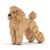 Chien Grand Caniche beige Taille standard | JEKCA | 14 ans et +