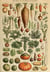 Puzzle 1000 pièces - Illustration du Larousse pour Tous : Légumes et Plantes Potagères, XIXè Siècle - Grafika