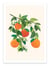 Affiche 30 x 40 cm - Oranges blossoms - Kristian Gallagher