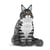 Chat Maine Coon gris assis | JEKCA | 14 ans et +
