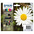 Cartouche d'encre EPSON Multipack XL T1806 - Pâquerette - Noir, Cyan, Magenta, Jaune (C13T18164012)