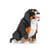 Mini Bouvier Bernois Taille standard | JEKCA | 14 ans et +