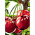 Princesse - Canevas antique Les cerises 32x50cm