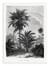 Affiche 30 x 40 cm - Vintage Palm Tree Drawing V - Les Palmiers Histoire