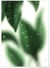 Poster Misty Leaves | A3 : 29,7x42cm