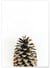 Poster Pomme de pin | A3 : 29,7x42cm