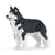 Chien Husky noir Taille standard | JEKCA | 14 ans et +