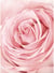 Poster Pink Rose Flower | A3 : 29,7x42cm