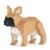Chien Bouledogue Français oreilles dressées fauve Taille standard | JEKCA | 14 ans et +