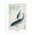 Affiche 30x40 cm - Carp Or Koi - Pictufy