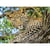 Puzzle les yeux du léopard - 500 pièces - collection animaux sauvage - nathan - 871315