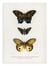 Affiche 30 x 40 cm - Different Types of Butterflies - Charles Dessalines