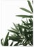 Poster Nature plante verte 1 | A3 : 29,7x42cm