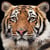 Lot de 4 serviettes en papier découpage collage 33 cm TIGRE DU BENGAL A 104