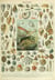 Puzzle 1000 pièces - Illustration du Nouveau Larousse Illustré : Mollusques, XIXè Siècle - Grafika