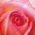 Lot de 4 serviettes en papier découpage collage 33 cm LA ROSE F 204