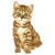 Ecusson thermocollant chat marron 3 cm x 6 cm