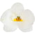 10 Orchidées Blanche 8,5 x 7,5 cm - Azyme