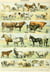 Puzzle 1000 pièces - Illustration du Nouveau Larousse Illustré : Mammifères, XIXè Siècle - Grafika