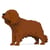 Chien Cavalier King Charles Spaniel marron Taille standard | JEKCA | 14 ans et +