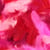 Plumes colorées 10 gr rouge - Artemio