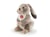 Peluche lievre Lino 22cm - Trudi - Marron