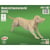 Quay - Maquette en bois Chien