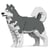Chien Malamute de l'Alaska gris Taille standard | JEKCA | 14 ans et +