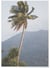 Poster Nature Tropicale 5 | A3 : 29,7x42cm