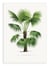 Affiche 50 x 70 cm -  Trithrinax B - Les Palmiers Histoire