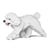 Chien Caniche Nain qui marche blanc Taille standard | JEKCA | 14 ans et +