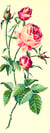 Canevas antique Rose 25x60cm