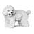 Chien Caniche Nain qui tourne la tête blanc Taille standard | JEKCA | 14 ans et +