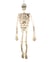 Squelette articulé - 150cm