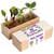Resetea - Mini potager de légumes étranges