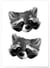 Affiche Racoon 2 | A3 : 29,7x42cm