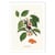 Affiche 30x40 cm - Sushi Plant - Jonas Loose