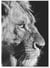 Poster Lion noir et blanc 4 | A3 : 29,7x42cm