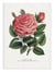 Affiche 30 x 40 cm - Pink Rose, Glorie De Dijon Lithograph - Botanical Specimen Rochester