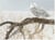 Puzzle 500 pièces - Pièces XXL - Fallen Willow Snowy Owl - Cobble Hill