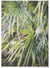 Poster Palm Tree Leaf 2 | A3 : 29,7x42cm