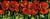 Canevas antique Coquelicots 25x60cm