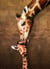 Puzzle 1000 pièces - La maman girafe et son girafon - Eurographics