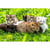 Puzzle 1000 Pièces Groupe De Chatons - Alize Group