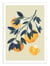 Affiche 50 x 70 cm -  Orange tree branch - El Buen Limon