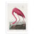 Affiche 30x40 cm - Pink Flamingo From Birds of America 1827 - Pictufy