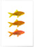 Affiche Fish | A3 : 29,7x42cm